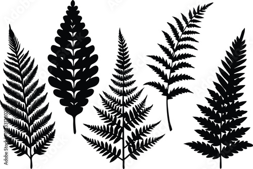 Set of fern black silhouette flat vector illustration on transparent background