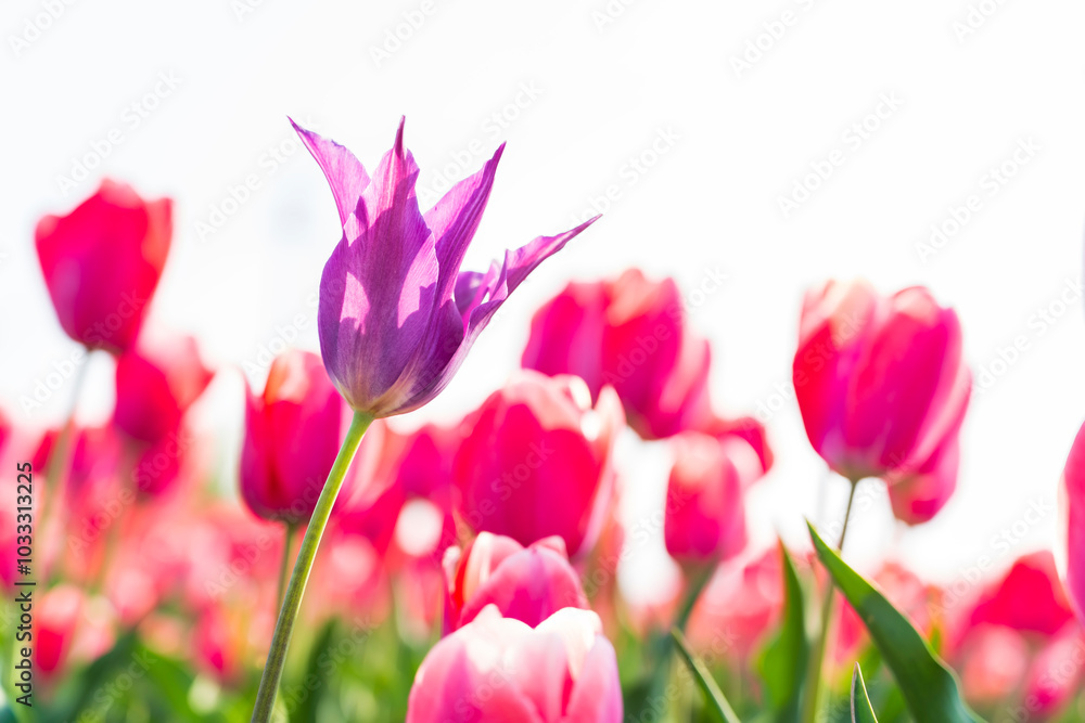 Beautiful tulips are in full bloom Beautiful tulips are in full bloom