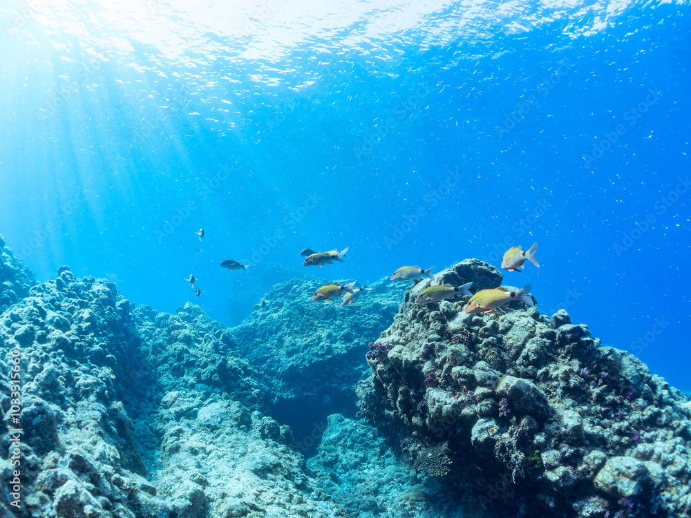 Fototapeta premium 逆光の美しいホウライヒメジ(ヒメジ科)の他群れと水面を泳ぐスキンダイバー。 英名、学名:Whitesaddle goatfish (Parupeneus ciliatus) 美しいキビナゴ(ニシン科)他の大群。 英名、学名:Silver-Stripe Round Herrings (Spratelloides gracilis) 静岡県伊豆半島賀茂郡南伊豆町中木ヒリゾ浜-2024年