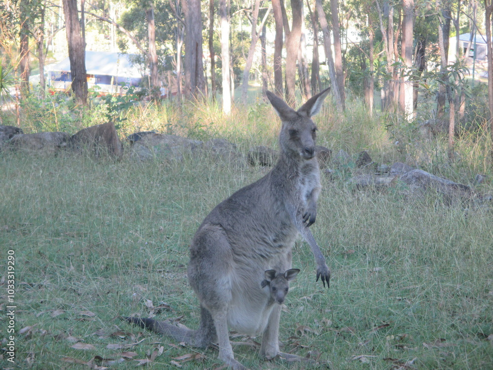 Eastern Grey Joey (baby kangaroo) in it's mothers pouch, in the Bush in Queensland, Australia Eastern Grey Joey (baby kangaroo) in it's mothers pouch, in the Bush in Queensland, Australia