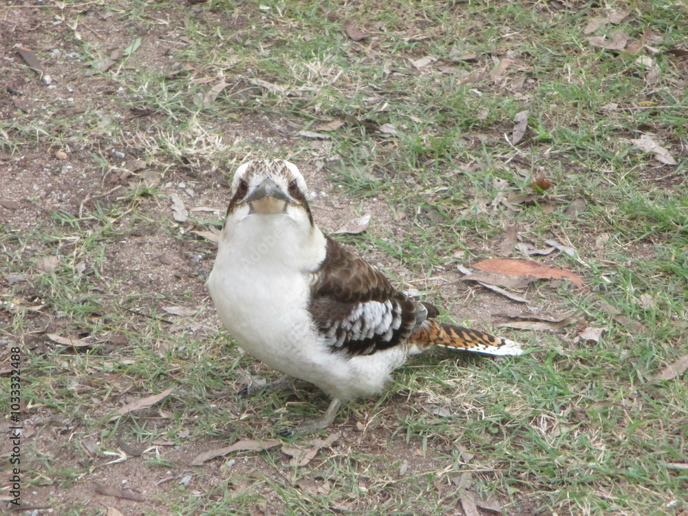 Australian Kookaburra (Dacelo novaeguineae) Australian Kookaburra (Dacelo novaeguineae)
