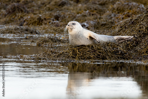 harbor seal, Phoca vitulina, on the ocean shore, sea shore, shore covered with algae, seal whiskers, silhouette, eyes, fur, characteristics photo