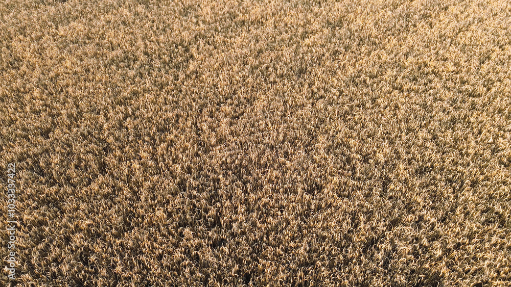 Golden wheat field basking in sunset Golden wheat field basking in sunset