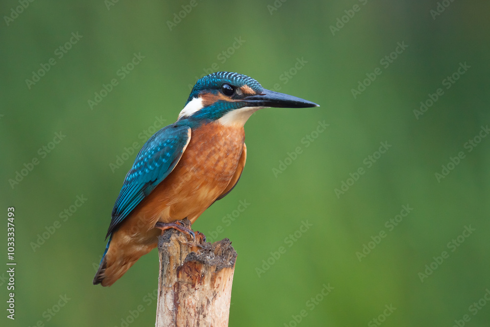 kingfisher, alcedo atthis, sitting on a branch, beautiful, silhouette, plumage, blue, blue, orange, green, blurry background, eyes, look, wow, coloration, real photo kingfisher, alcedo atthis, sitting on a branch, beautiful, silhouette, plumage, blue, blue, orange, green, blurry background, eyes, look, wow, coloration, real photo