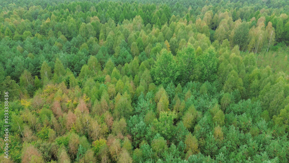 aerial view of vibrant autumn forest aerial view of vibrant autumn forest