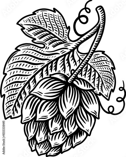 illustration of beer hop in engraving style. Design element for poster, label, sign, emblem, menu. Vector illustration
