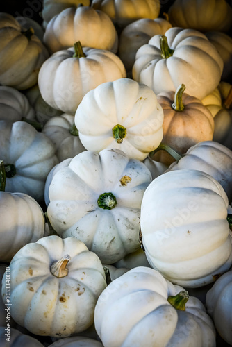 Kürbis, Casperita, Cucurbita pepo, Baby Boo, Speisekürbis, Herbst, Herbstfest, Herbstgemüse, Baselland, Nordwestschweiz, Schweiz photo