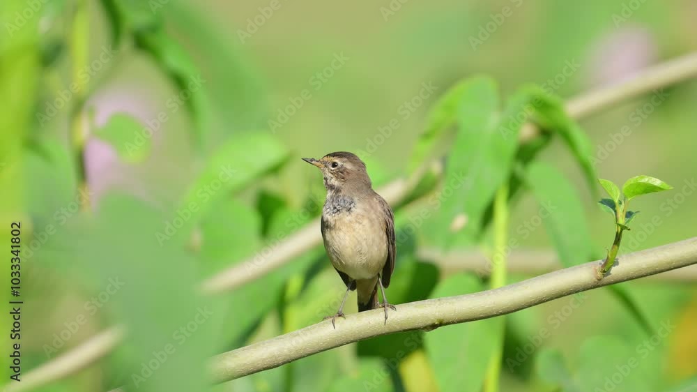 A small, brown and gray bird with a reddish tail perches on a thin branch. It has a dark eye and is looking to the right. The background is a blurred green, likely foliage. A small, brown and gray bird with a reddish tail perches on a thin branch. It has a dark eye and is looking to the right. The background is a blurred green, likely foliage.