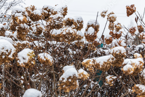Wallpaper Mural The withered inflorescences of a hydrangea are covered with snow. Torontodigital.ca