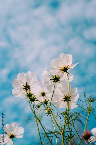 white flowers against blue sky photo