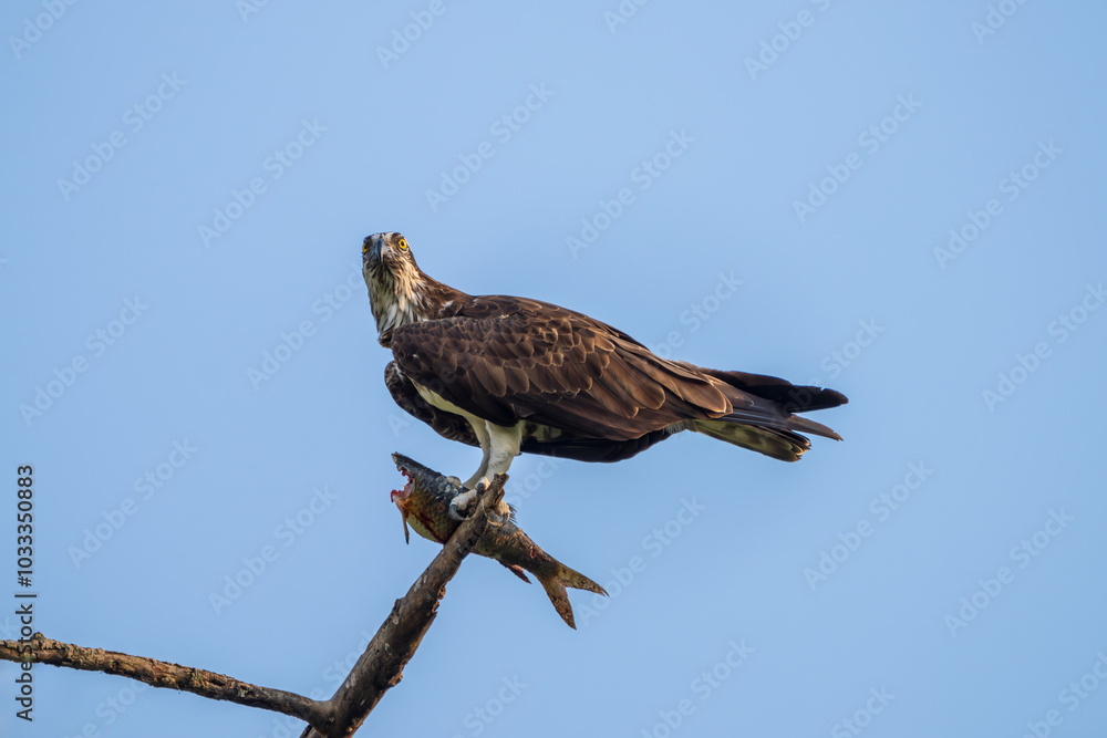 Osprey with fish catch. The osprey (Pandion haliaetus) is a large raptor, known for its distinctive black-and-white plumage, fish diet, and worldwide distribution. Osprey with fish catch. The osprey (Pandion haliaetus) is a large raptor, known for its distinctive black-and-white plumage, fish diet, and worldwide distribution.