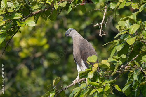 Gray-headed Fish-eagle ( Icthyophaga ichthyaetus): This large raptor with a pale gray head, is known for hunting fish near rivers and lakes. photo