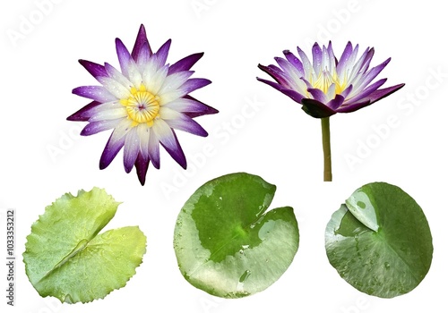 Image of a purple and white lotus flower with lotus leaves, multiple angles, looks natural, placed on a white background, easy to cut, can be used in many ways in graphic design.