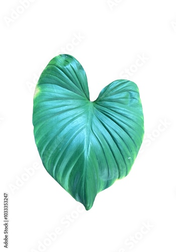 Image of green leaves, natural, placed on a white background for easy cutting to use in various design works.