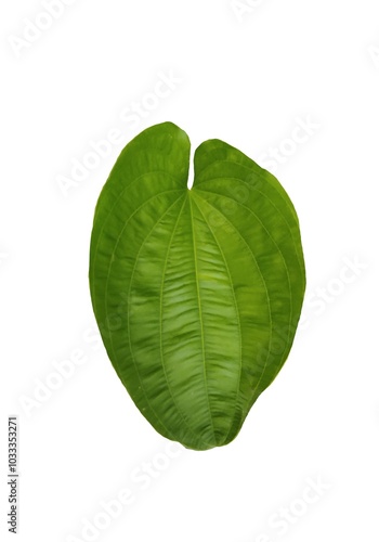 Image of green leaves, natural, placed on a white background for easy cutting to use in various design works.