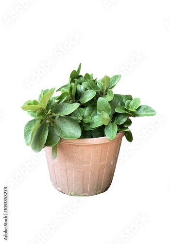 Isolated image of a tree in a rattan pot on a white background. It is a small tree used for interior decoration with colorful leaves to provide freshness and oxygen in homes, buildings and offices.