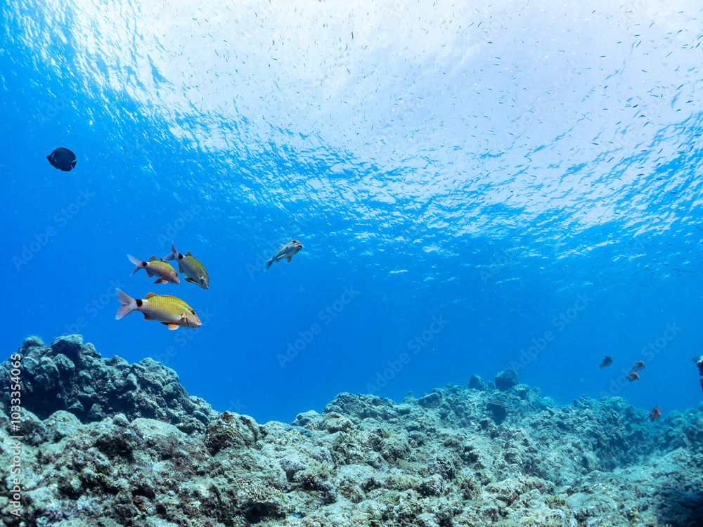 美しいホウライヒメジ(ヒメジ科)、キビナゴ(ニシン科)の他群れ。
英名、学名:Whitesaddle goatfish (Parupeneus ciliatus)
Silver-Stripe Round Herrings (Spratelloides gracilis)
静岡県伊豆半島賀茂郡南伊豆町中木ヒリゾ浜-2024年
美しいホウライヒメジ(ヒメジ科)、キビナゴ(ニシン科)の他群れ。
英名、学名:Whitesaddle goatfish (Parupeneus ciliatus)
Silver-Stripe Round Herrings (Spratelloides gracilis)
静岡県伊豆半島賀茂郡南伊豆町中木ヒリゾ浜-2024年
