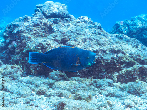 Fotografie 大きく美しいアオブダイ（ブダイ科）。
英名、学名：Knobsnout Parrotfish (Scarus ovifrons)
静岡県伊豆半島賀茂郡南伊豆町中木