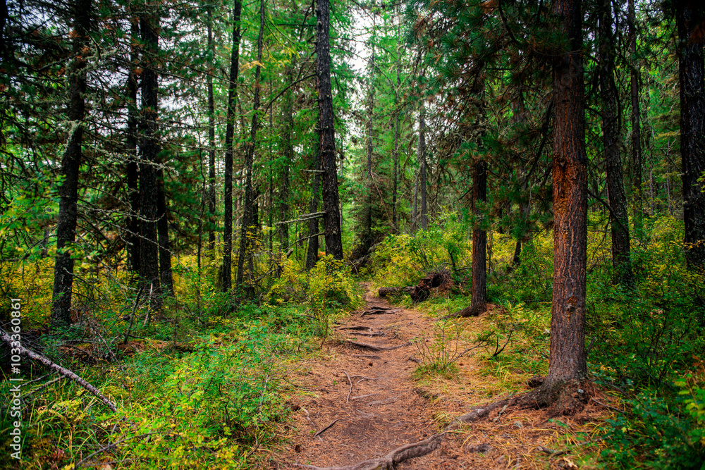 Naklejka premium hiking trail in the Altai mountains