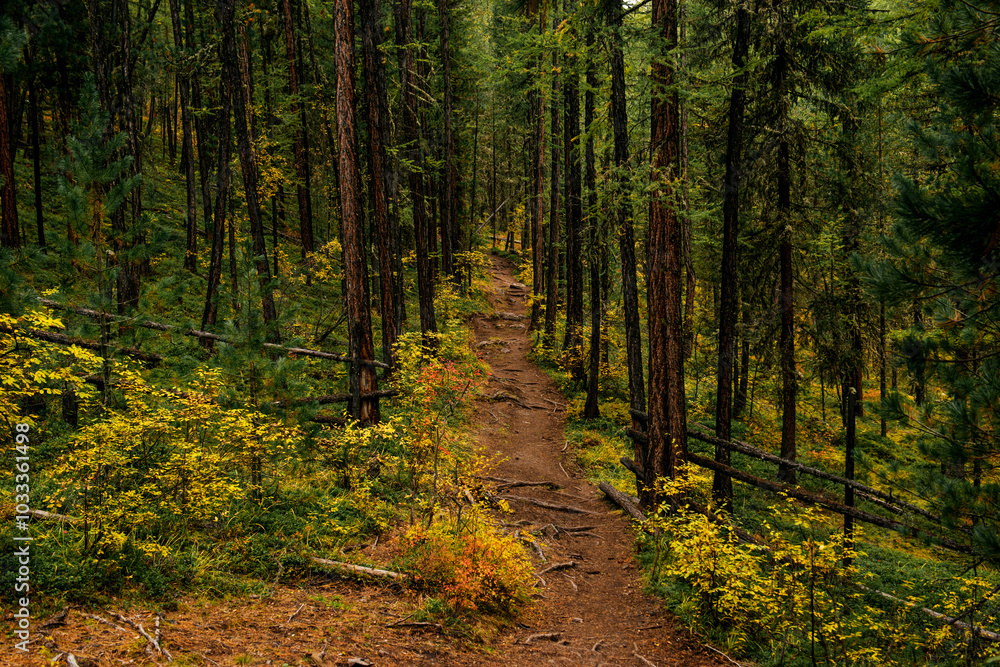 hiking trail in the Altai mountains hiking trail in the Altai mountains