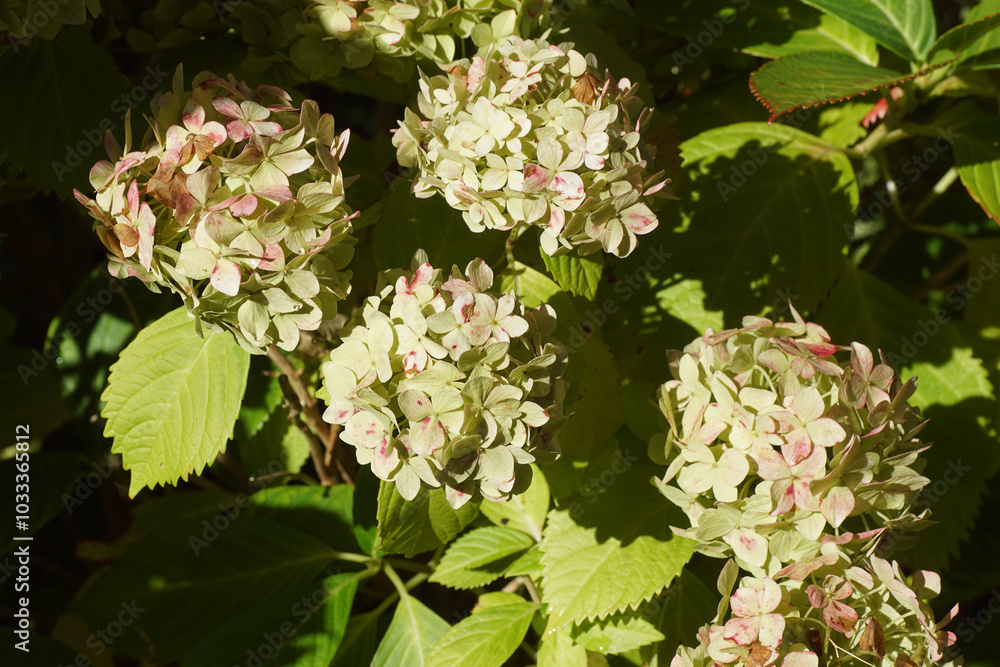 Closeup discolored pink flowers of Hydrangea (Hydrangea macrophylla) in autumn. Family Hydrangeaceae. Autumn, Netherlands, September Closeup discolored pink flowers of Hydrangea (Hydrangea macrophylla) in autumn. Family Hydrangeaceae. Autumn, Netherlands, September