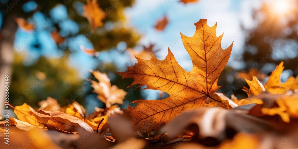 Golden Autumn Leaf with Shallow Depth of Field and Sunlight Golden Autumn Leaf with Shallow Depth of Field and Sunlight