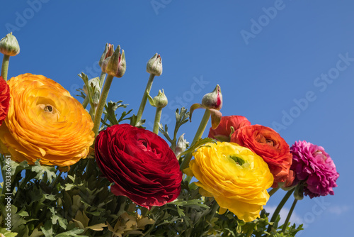 青空の下の並んだカラフルなラナンキュラスの花々