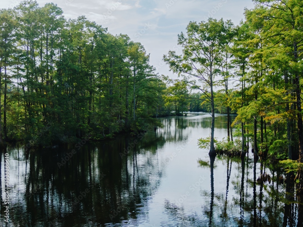 Swampland and trees in Moyock, North Carolina, United States. Swampland and trees in Moyock, North Carolina, United States.