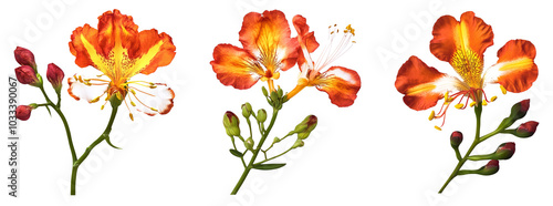 Poinciana regia or Delonix regia flowers isolated and cut out, transparent background. Other names: royal poinciana, flamboyant, acacia rubra, phoenix flower, flame of the forest, flame tree