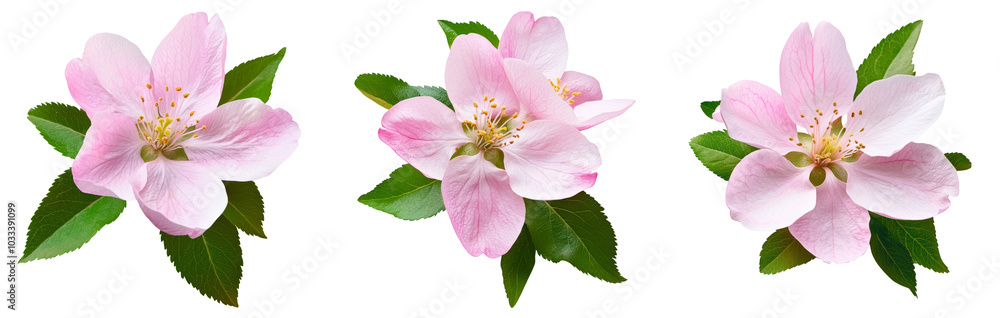 Obraz premium Set of spring arrangements with Pink flowers and green leaves of Malus floribunda (profusely flowering apple) isolated on white or transparent background