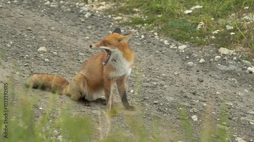 Fox in Carphatian Mountains photo