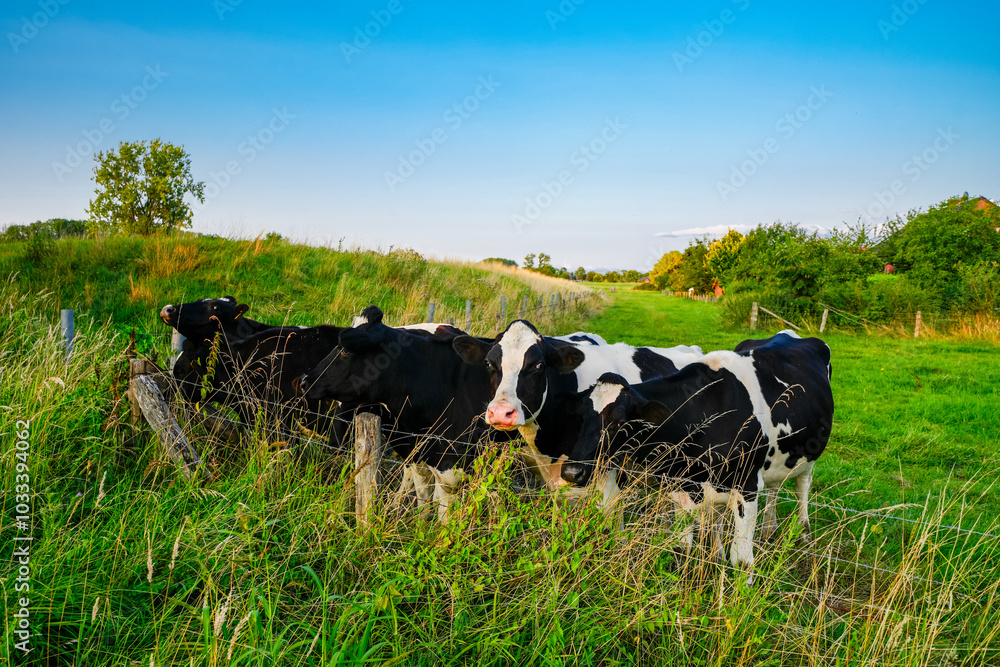Landscape with fields near Dolberg, Ahlen. Agricultural nature.
Landscape with fields near Dolberg, Ahlen. Agricultural nature.