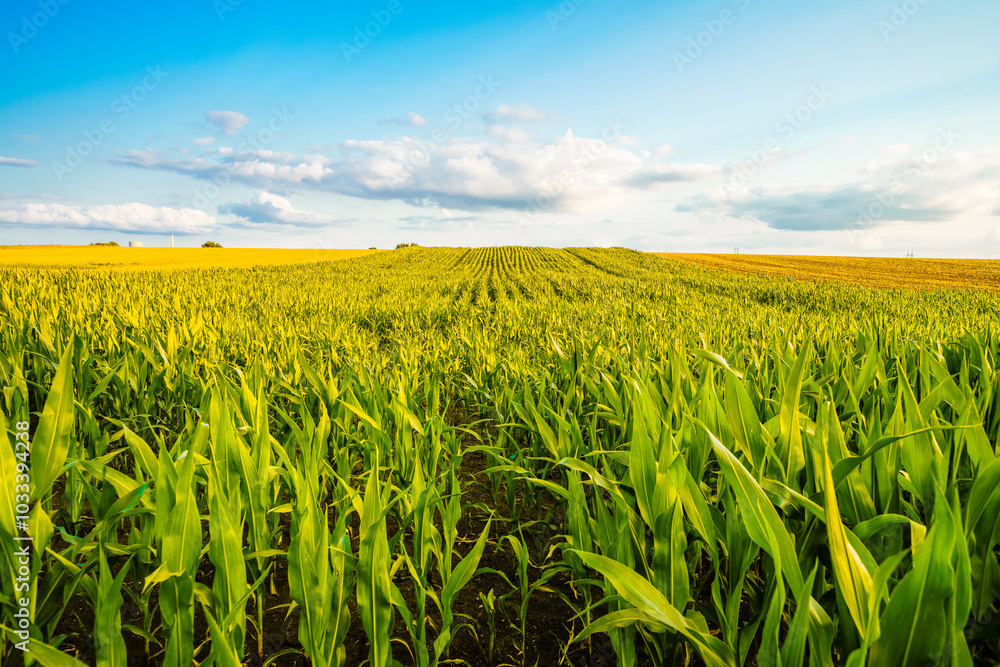Landscape with fields near Dolberg, Ahlen. Agricultural nature.
Landscape with fields near Dolberg, Ahlen. Agricultural nature.