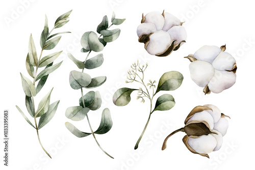 Eucalyptus Branches with cotton plants. Set of watercolor hand painted isolated floral illustrations for winter design