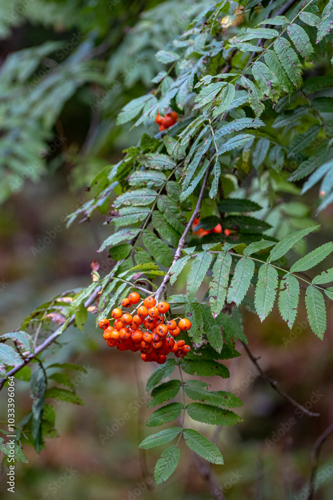 Red rowan berries on the rowan tree branches, ripe rowan berries closeup and green leaves Red rowan berries on the rowan tree branches, ripe rowan berries closeup and green leaves