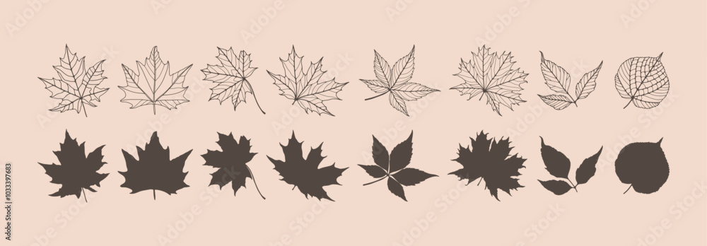 Outline of various leaves isolated on a light background. Hand drawn vector botanical illustration Outline of various leaves isolated on a light background. Hand drawn vector botanical illustration
