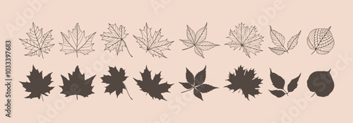 Outline of various leaves isolated on a light background. Hand drawn vector botanical illustration