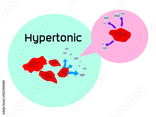Hypertonic-Water (H2O) diffuses into red blood cell resulting from Osmotic pressure as water balance in animal cells.