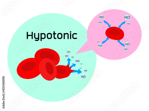 Hypotonic-Water (H2O) diffuses into red blood cell resulting from Osmotic pressure as water balance in animal cells.