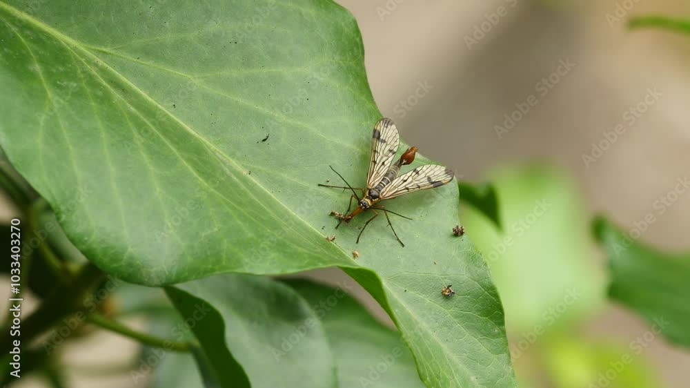 Close-up shot of transparent insect with wings on green background. Close-up shot of transparent insect with wings on green background.