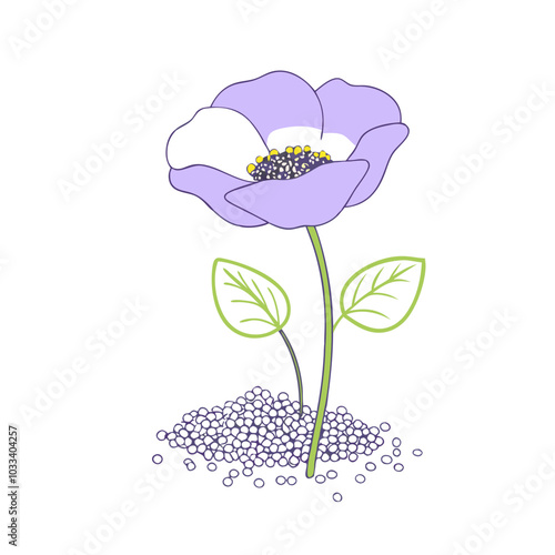 Colorful poppy flower surrounded by pile of seeds, transparent background