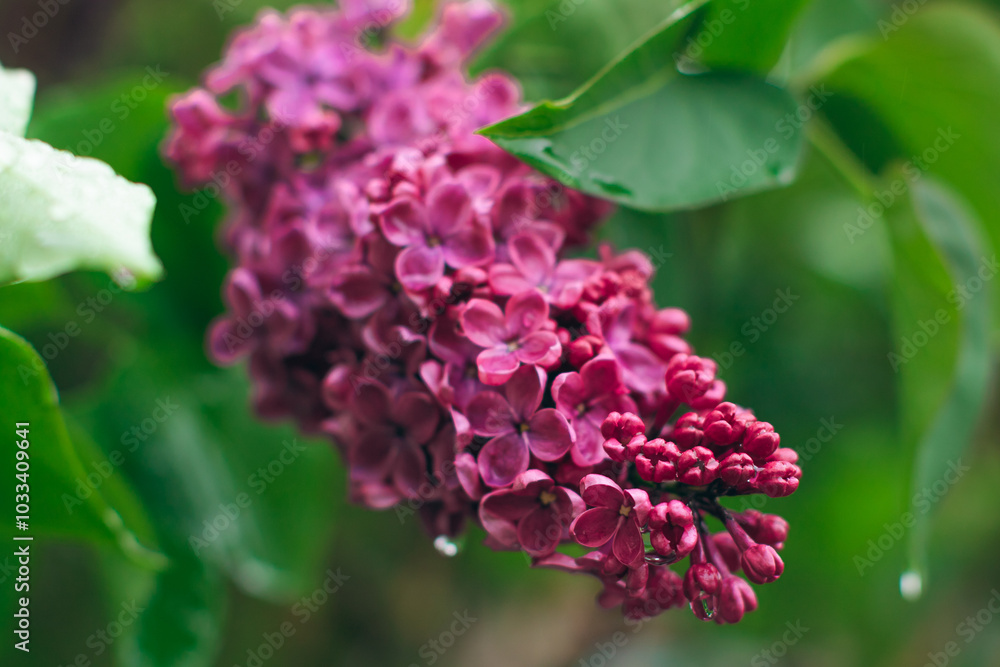 Lilac Branch Blooms in Spring at Daytime - Close-Up, Selective Focus, Soft Bokech. Violet Spring Flowers with Soft Aroma. Spring and Summer Gardening. Lilac Blossom. Purple Lilac Bush Lilac Branch Blooms in Spring at Daytime - Close-Up, Selective Focus, Soft Bokech. Violet Spring Flowers with Soft Aroma. Spring and Summer Gardening. Lilac Blossom. Purple Lilac Bush