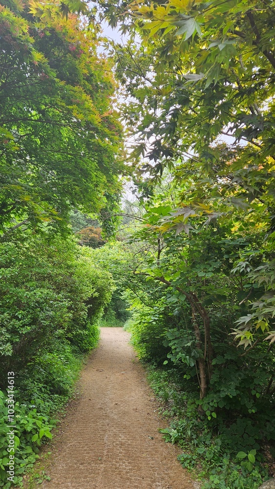 A gentle path in the deep forest A gentle path in the deep forest