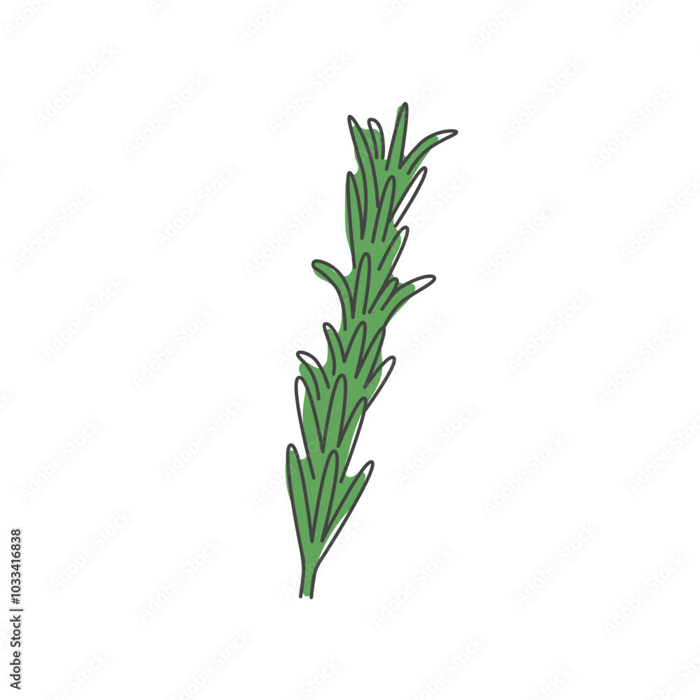 Rosemary illustration. Doodle Herb, Culinary Spice, Condiment for meal. Vector Rosemary illustration. Doodle Herb, Culinary Spice, Condiment for meal. Vector