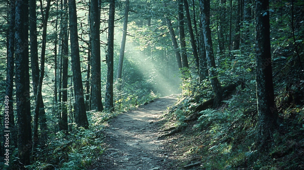 Fototapeta premium Hiker's point of view of narrow forest trail with sunbeams filtering through
