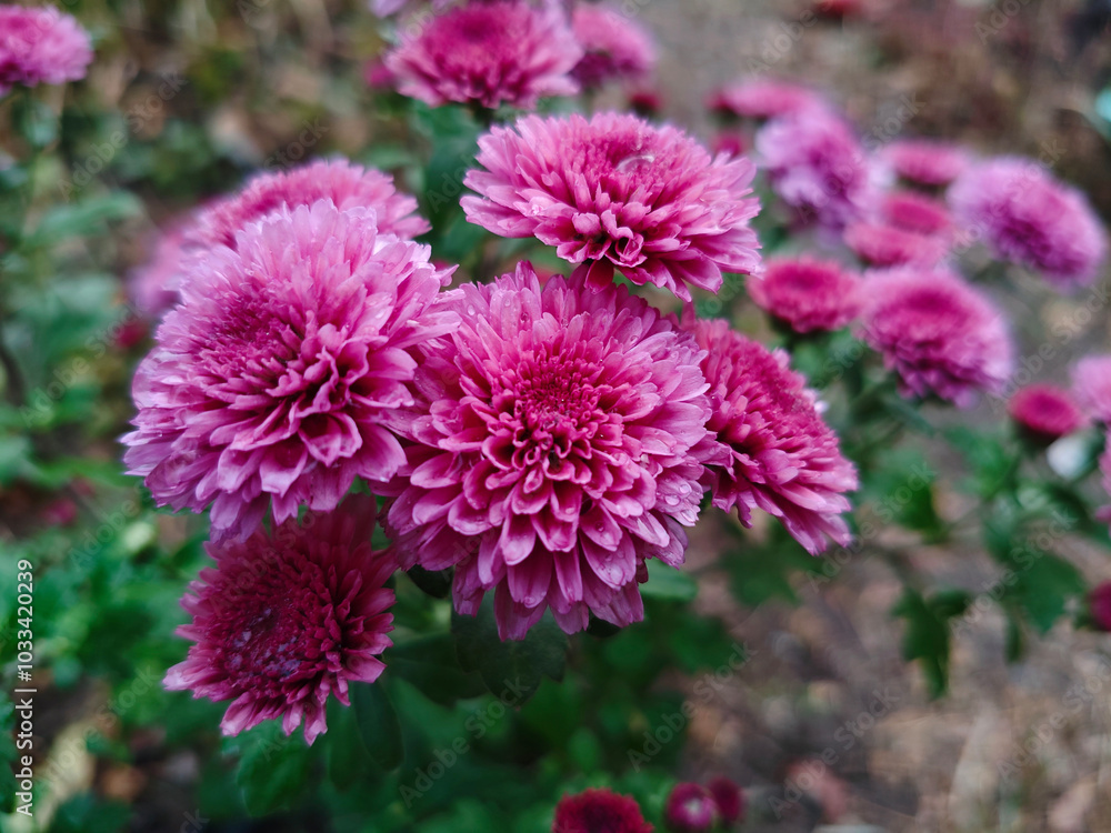 Closeup on red chrysanthemum flowers Closeup on red chrysanthemum flowers