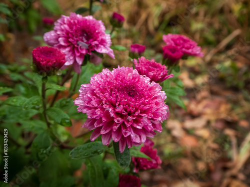 Closeup on red chrysanthemum flowers