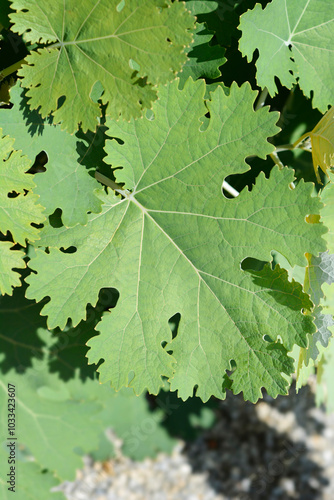 Plume poppy leaves