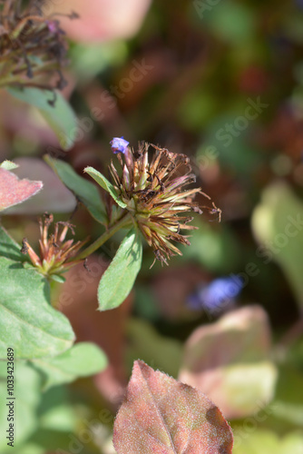 Blue Leadwort seed head