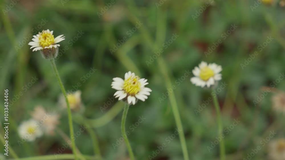 Small white flowers with delicate petals, blooming in a field under bright sunlight, close-up on natural details, daisy blow in the wind Small white flowers with delicate petals, blooming in a field under bright sunlight, close-up on natural details, daisy blow in the wind